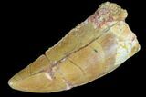 Bargain, Juvenile Carcharodontosaurus Tooth - Thick Tooth #84390-1